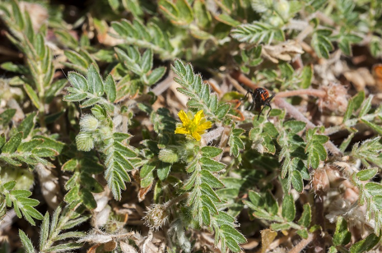 Tribulus terrestris não tem eficácia na função hormonal e aumento de massa muscular